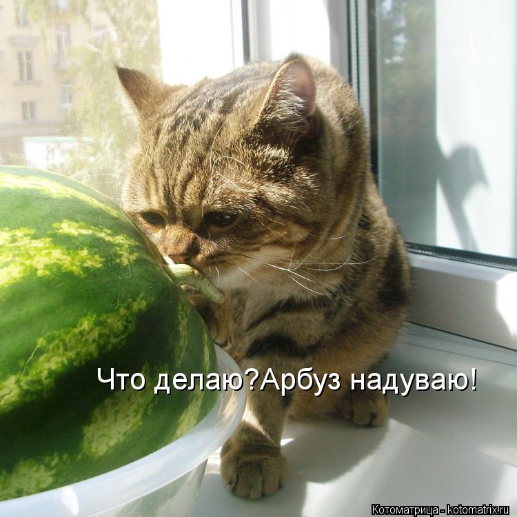 Что делаю?Арбуз надуваю!... Котоматрица: Что делаю?Арбуз надуваю!