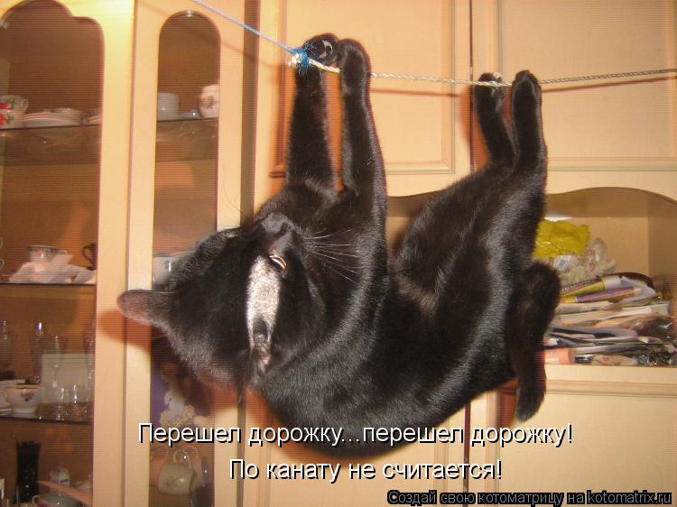 Перешел дорожку...перешел дорожку! По канату не считается!... Котоматрица: Перешел дорожку...перешел дорожку! По канату не считается!