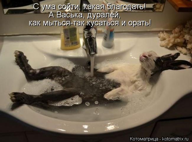 С ума сойти, какая благодать! А Васька, дуралей, как мыться-так кусаться и орать!... Котоматрица: С ума сойти, какая благодать! А Васька, дуралей, как мыться-так кусаться и орать!