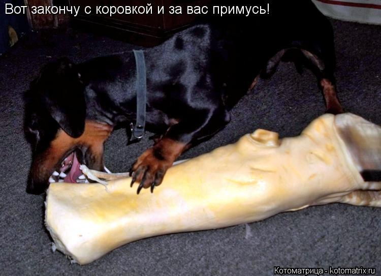 Вот закончу с коровкой и за вас примусь!... Котоматрица: Вот закончу с коровкой и за вас примусь!