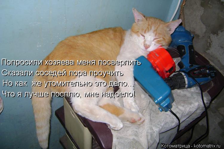 Котоматрица: Попросили хозяева меня посверлить Сказали соседей пора проучить Что я лучше посплю, мне надоело! Но как  же утомительно это дело...