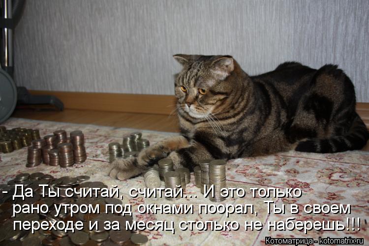 Котоматрица: - Да Ты считай, считай... И это только рано утром под окнами поорал, Ты в своем  переходе и за месяц столько не наберешь!!!