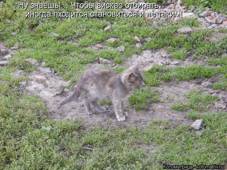 Котоматрица: Ну знаешь!... Чтобы вискас отбирать иногда пходится становиться и не таким!