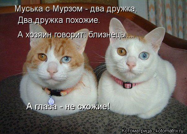 Котоматрица: Муська с Мурзом - два дружка, Два дружка похожие. А хозяин говорит: близнецы... А глаза - не схожие!