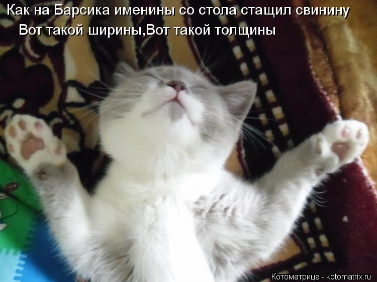 Котоматрица: Как на Барсика именины со стола стащил свинину Вот такой ширины,Вот такой толщины
