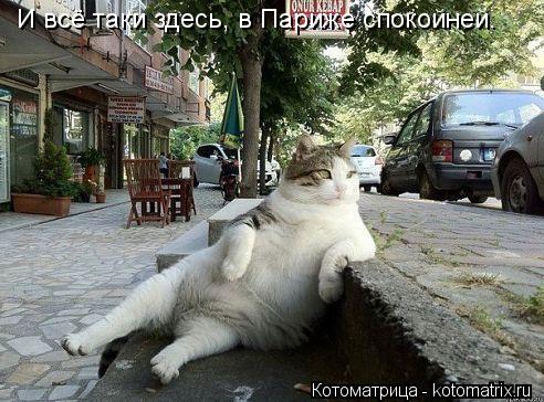 И всё таки здесь, в Париже спокойней.... Котоматрица: И всё таки здесь, в Париже спокойней.