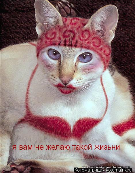 я вам не желаю такой жизьни... Котоматрица: я вам не желаю такой жизьни
