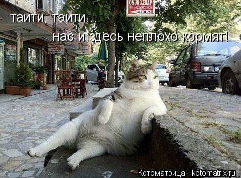 таити, таити... нас и здесь неплохо кормят!... Котоматрица: таити, таити... нас и здесь неплохо кормят!