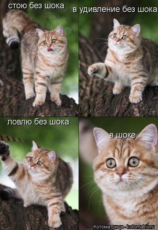 Котоматрица: стою без шока в удивление без шока ловлю без шока в шоке..