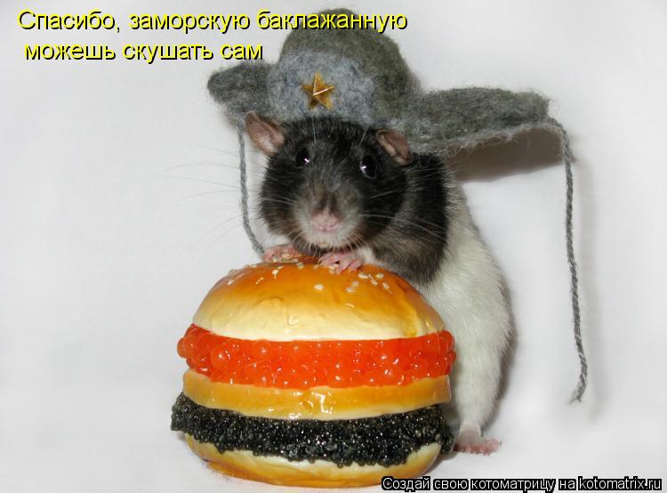 Спасибо, заморскую баклажанную можешь скушать сам... Котоматрица: Спасибо, заморскую баклажанную можешь скушать сам