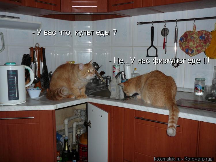 Котоматрица: - У вас что, культ еды ? - Не.. У нас физкульт еде !!!