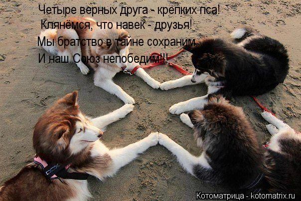 Четыре верных друга - крепких пса! Клянёмся, что навек - друзья! Мы братство в тайне сохраним. И наш... Котоматрица: Четыре верных друга - крепких пса! Клянёмся, что навек - друзья! Мы братство в тайне сохраним. И наш Союз непобедим!!!