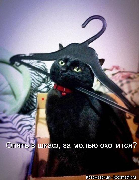 Котоматрица: Опять в шкаф, за молью охотится?