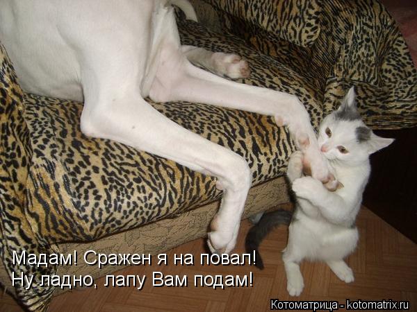 Котоматрица: Мадам! Сражен я на повал! Ну ладно, лапу Вам подам!