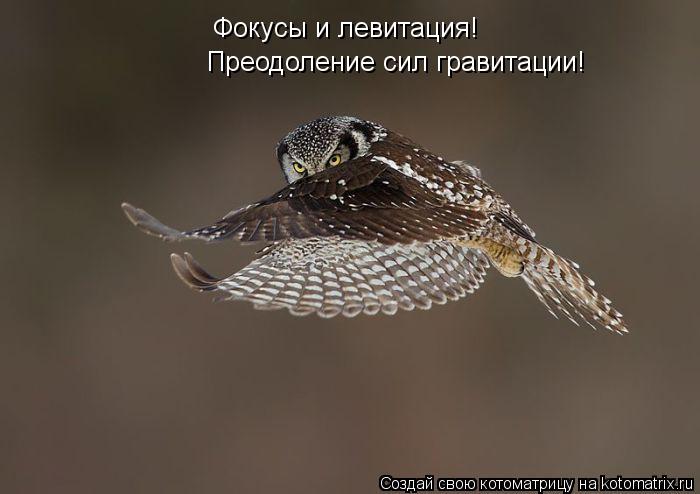 Фокусы и левитация! Преодоление сил гравитации!... Котоматрица: Фокусы и левитация! Преодоление сил гравитации!