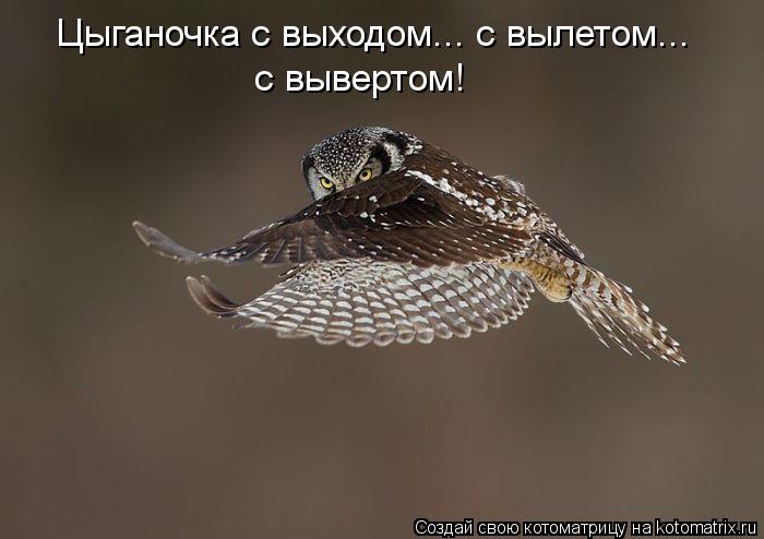 Котоматрица: Цыганочка с выходом... с вылетом... с вывертом!