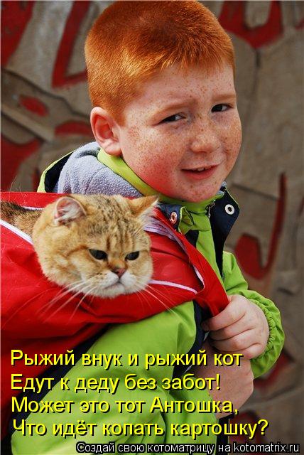 Котоматрица: Рыжий внук и рыжий кот Едут к деду без забот! Может это тот Антошка, Что идёт копать картошку?