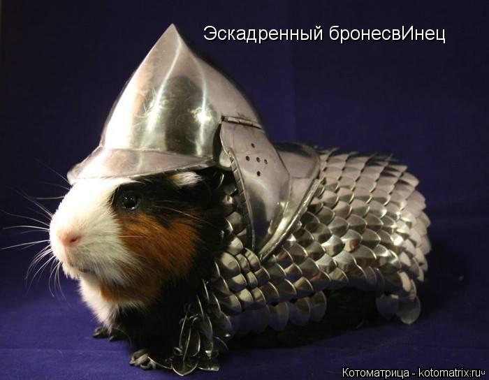 Эскадренный бронесвИнец... Котоматрица: Эскадренный бронесвИнец