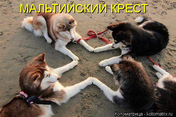 МАЛЬТИЙСКИЙ КРЕСТ... Котоматрица: МАЛЬТИЙСКИЙ КРЕСТ