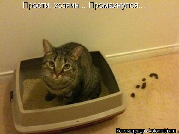 Котоматрица: Прости, хозяин... Промахнулся...