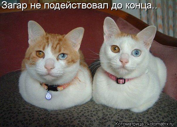 Котоматрица: Загар не подействовал до конца..
