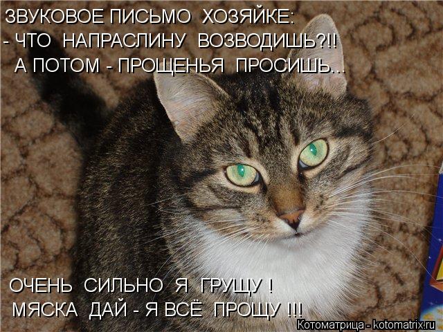 Котоматрица: ЗВУКОВОЕ ПИСЬМО  ХОЗЯЙКЕ: - ЧТО  НАПРАСЛИНУ  ВОЗВОДИШЬ?!! А ПОТОМ - ПРОЩЕНЬЯ  ПРОСИШЬ... ОЧЕНЬ  СИЛЬНО  Я  ГРУЩУ ! МЯСКА  ДАЙ - Я ВСЁ  ПРОЩУ !!!