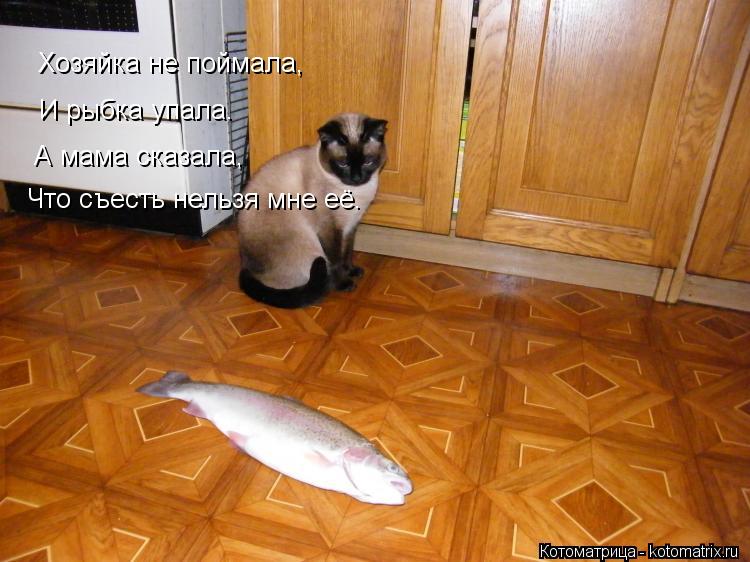 Хозяйка не поймала, И рыбка упала. А мама сказала, Что съесть нельзя мне её.... Котоматрица: Хозяйка не поймала, И рыбка упала. А мама сказала, Что съесть нельзя мне её.