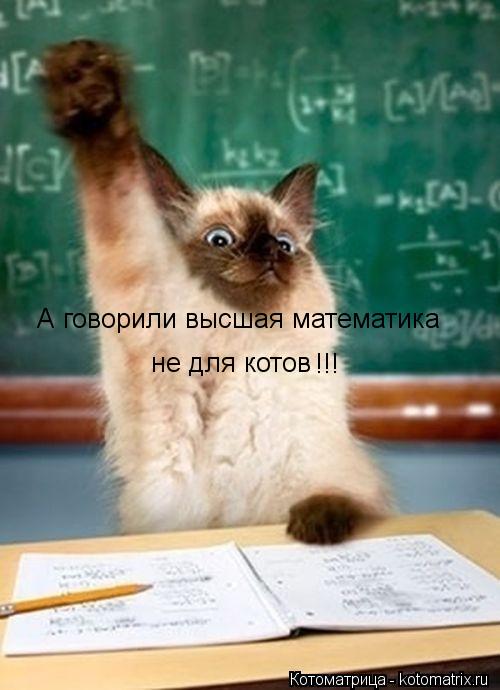 А говорили высшая математика не для котов !!!... Котоматрица: А говорили высшая математика не для котов !!!