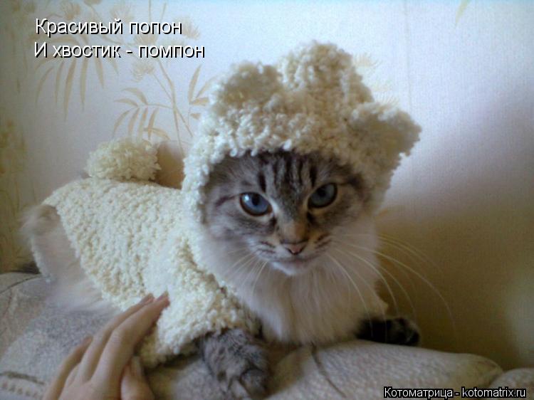 Котоматрица: Красивый попон И хвостик - помпон
