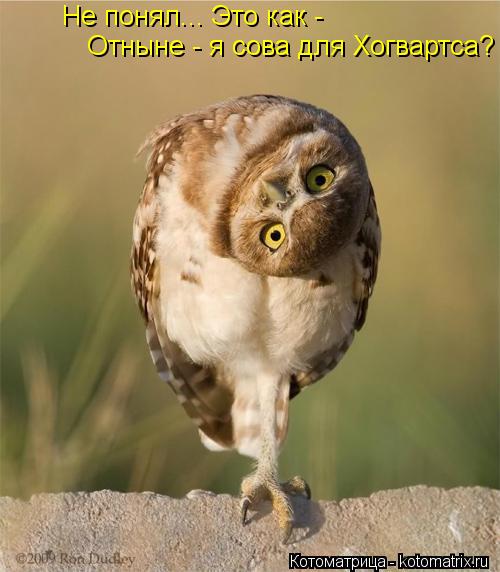 Не понял... Это как - Отныне - я сова для Хогвартса?... Котоматрица: Не понял... Это как - Отныне - я сова для Хогвартса?