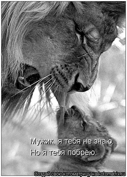 Мужик, я тебя не знаю. Но я тебя побрею.... Котоматрица: Мужик, я тебя не знаю. Но я тебя побрею.