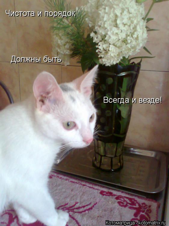 Чистота и порядок Должны быть Всегда и везде!... Котоматрица: Чистота и порядок Должны быть Всегда и везде!