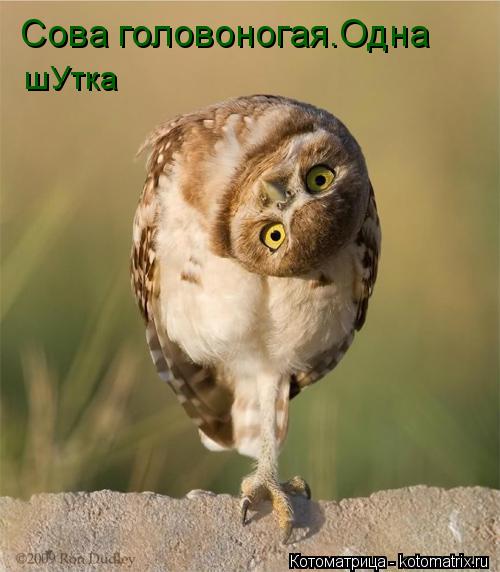 Котоматрица: Сова головоногая.Одна  шУтка