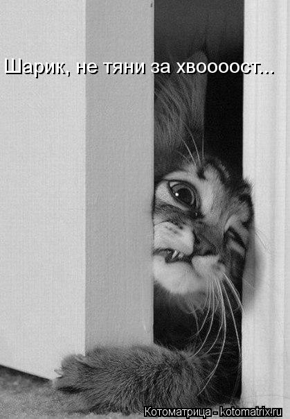 Шарик, не тяни за хвоооост...... Котоматрица: Шарик, не тяни за хвоооост...