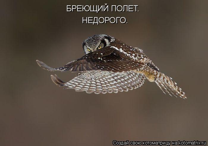 БРЕЮЩИЙ ПОЛЕТ. НЕДОРОГО.... Котоматрица: БРЕЮЩИЙ ПОЛЕТ. НЕДОРОГО.