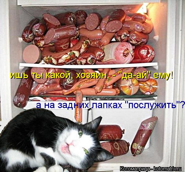 Котоматрица: а на задних лапках "послужить"? ишь ты какой, хозяин, - "да-ай" ему!