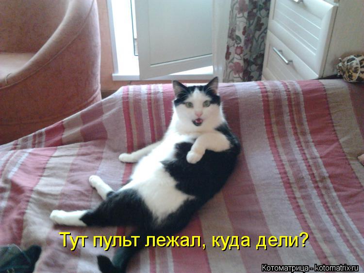 Котоматрица: Тут пульт лежал, куда дели?