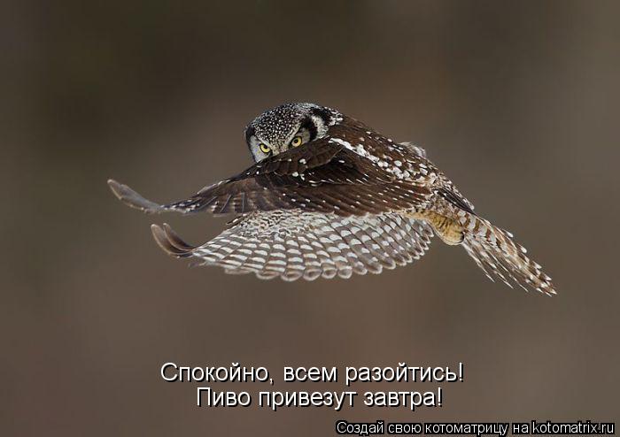 Спокойно, всем разойтись! Пиво привезут завтра!... Котоматрица: Спокойно, всем разойтись! Пиво привезут завтра!