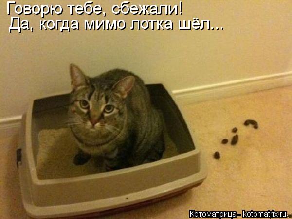Котоматрица: Говорю тебе, сбежали! Да, когда мимо лотка шёл...