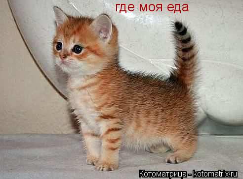 Котоматрица: где моя еда