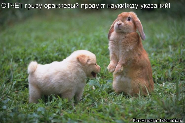 Котоматрица: ОТЧЁТ:грызу оранжевый продукт науки!жду указаний!