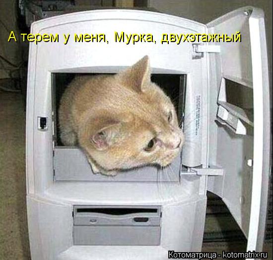 А терем у меня, Мурка, двухэтажный... Котоматрица: А терем у меня, Мурка, двухэтажный