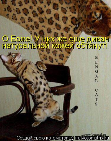 О Боже! У них же еще диван натуральной кожей обтянут!... Котоматрица: О Боже! У них же еще диван натуральной кожей обтянут!