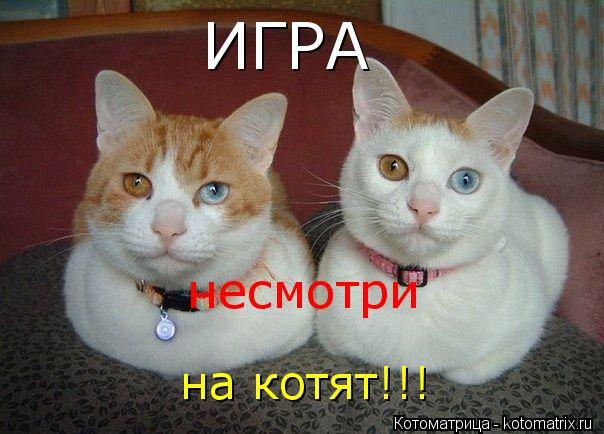Котоматрица: игра                                        НЕСМОТРИ         на котят!!!  ИГРА  несмотри