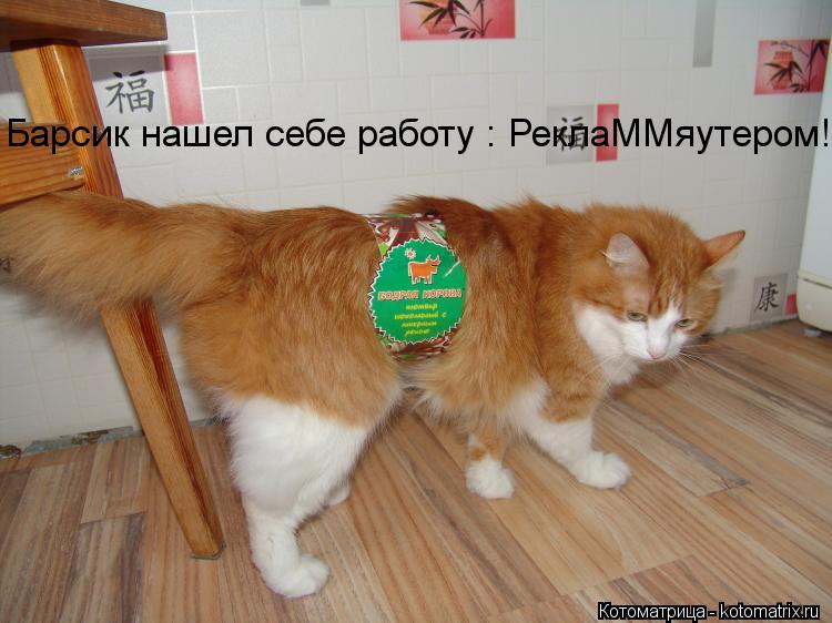 Барсик нашел себе работу : РеклаММяутером!... Котоматрица: Барсик нашел себе работу : РеклаММяутером!