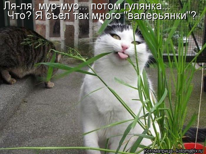 Котоматрица: Ля-ля, мур-мур... потом гулянка... Что? Я съел так много "валерьянки"?