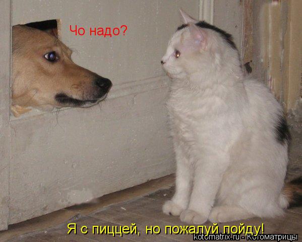 Чо надо? Я с пиццей, но пожалуй пойду!... Котоматрица: Чо надо? Я с пиццей, но пожалуй пойду!