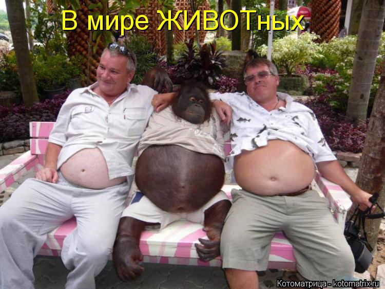 Котоматрица: В мире ЖИВОТных