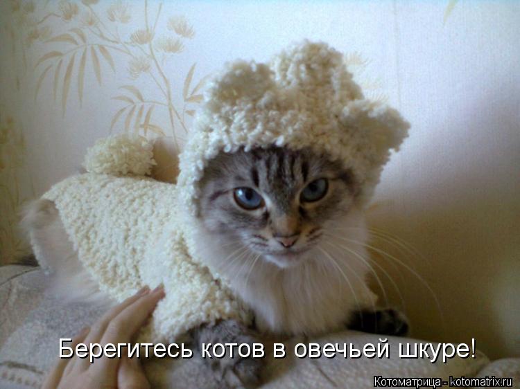 Берегитесь котов в овечьей шкуре!... Котоматрица: Берегитесь котов в овечьей шкуре!
