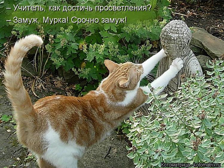 – Учитель, как достичь просветления? – Замуж, Мурка! Срочно замуж!... Котоматрица: – Учитель, как достичь просветления? – Замуж, Мурка! Срочно замуж!